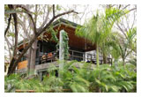 The Tree House